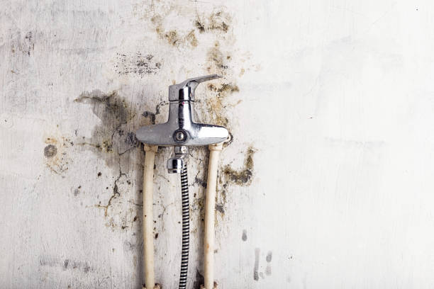 Best DIY Mold Remediation Support Services in Rome City, IN