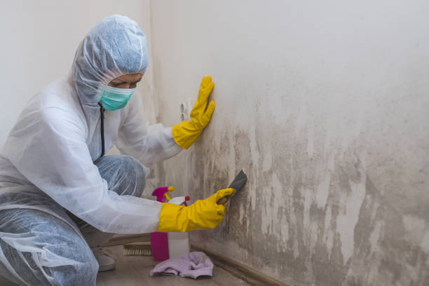 Best White Mold Remediation in Rome City, IN