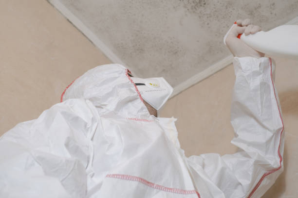 Best Black Mold Remediation in Rome City, IN