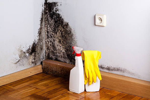 Best Post-Flood Mold Remediation in Rome City, IN